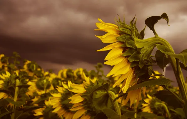 Picture field, summer, the sky, sunflowers, flowers, yellow, clouds, a lot