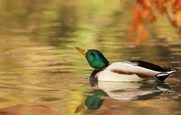 Picture leaves, branches, reflection, bird, duck, pond, swimming