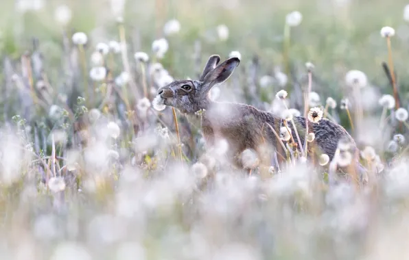 Picture summer, flowers, nature, dandelion, glade, hare, light background