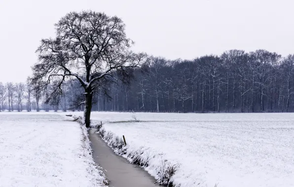 Picture winter, field, tree