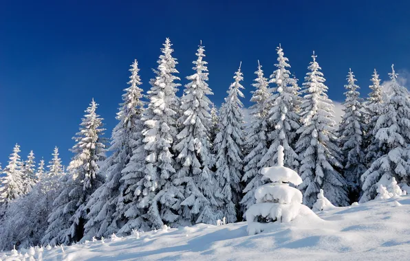 Picture winter, forest, the sky, light, snow, nature, blue, in the snow