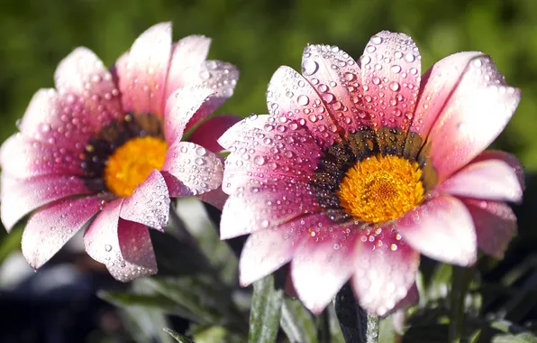Grass, nature, Rosa, morning, petals, stem