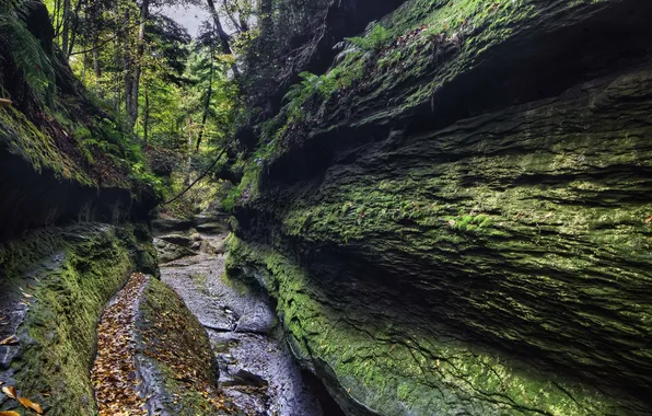 Forest, trees, water, rocks, moss