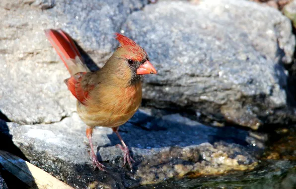 Background, bird, blur, female, singing, Northern cardinal