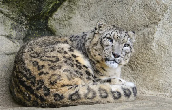 Picture cat, stones, IRBIS, snow leopard, ©Tambako The Jaguar