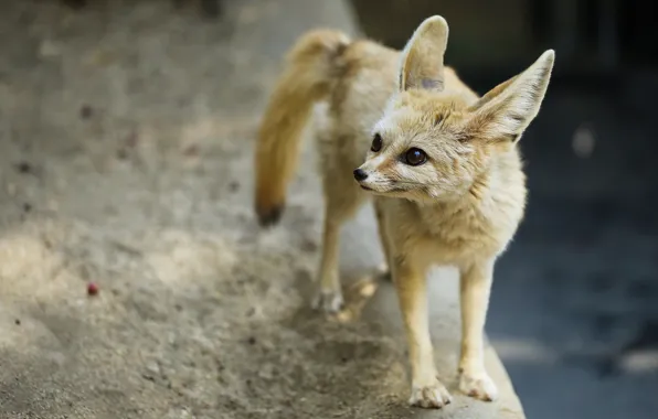 Look, pose, Fox, concrete, zoo, Fenech, Fenech