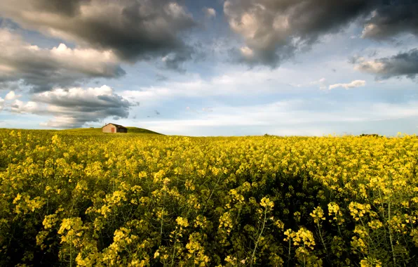 Picture flowers, Italy, Italy, flowers, Lazio, Lazio, Montalto di Castro, Montalto di Castro