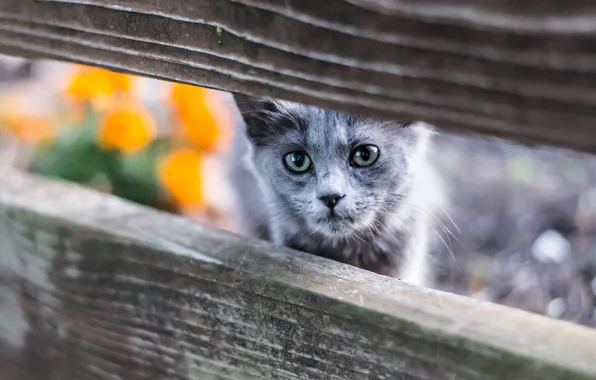 Cat, eyes, cat, look, flowers, kitty, grey, background