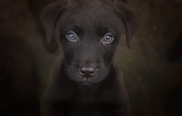 Look, background, portrait, puppy, face, doggie, Labrador Retriever