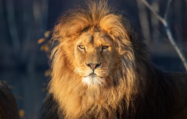 Look, face, light, branches, portrait, Leo, mane, the king of beasts