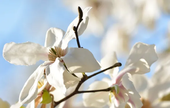 Picture the sky, flowers, tree, petals, Magnolia
