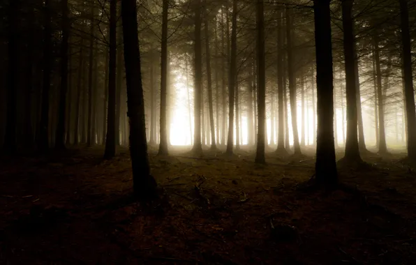 Picture forest, light, trees, nature, fog, the darkness, haze