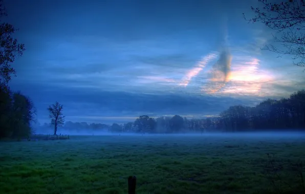FOREST, GRASS, The SKY, FIELD, CLOUDS, PLAIN, TREES, FOG
