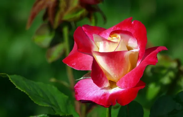 Picture leaves, flowers, red, background, one, bright, roses, beauty