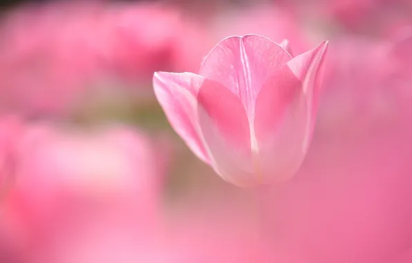 Flower, pink, tenderness, Tulip, spring, pink background