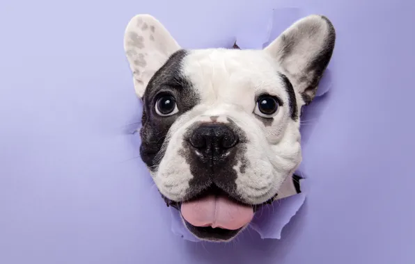 Language, paper, dog, cardboard, breakthrough, face, French bulldog, lilac background