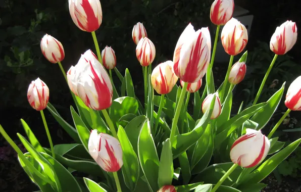 Leaves, the sun, tulips, buds