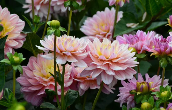 Flowers, garden, flora, dahlias, flower garden, bloom