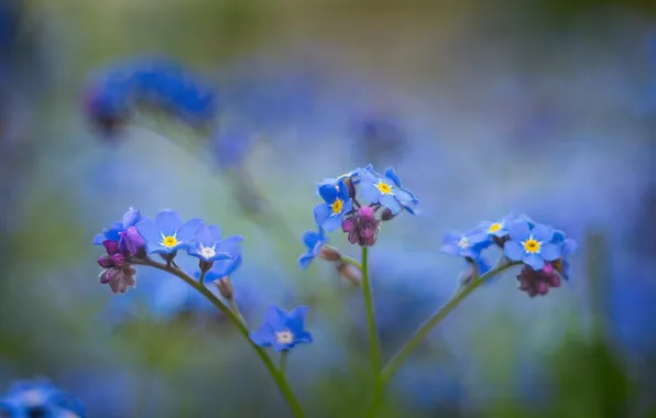 Flowers, blur, spring, blue, flowering, blur, bokeh, forget-me-nots