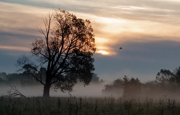 The sky, clouds, sunrise, dawn, morning, duck, oak