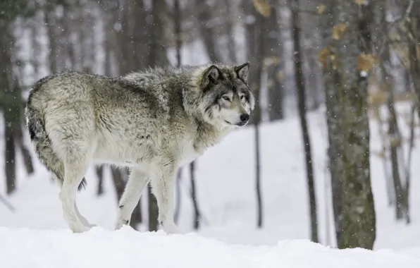 Picture winter, wolf, predator