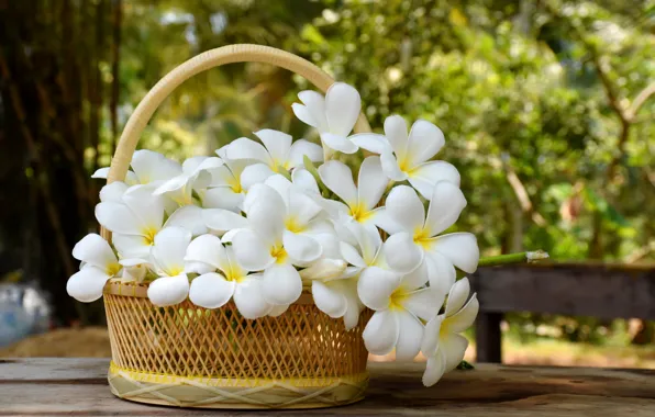 Flowers, basket, white, white, flowers, plumeria, plumeria