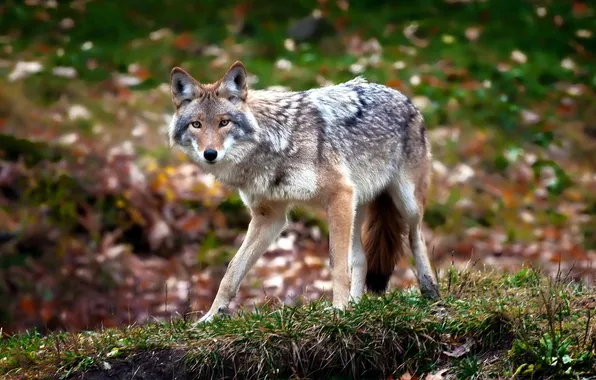 Forest, nature, background, Coyote