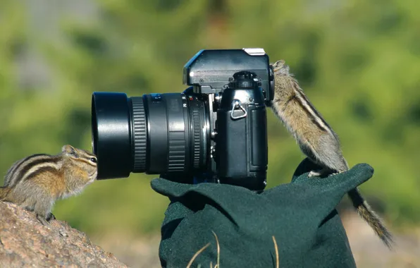 Nature, chipmunks, The camera