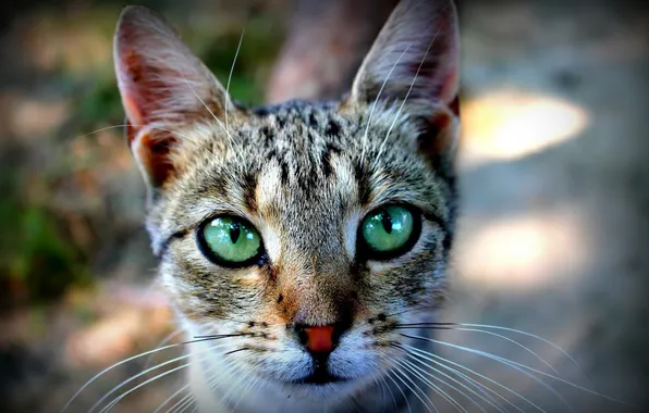 Picture cat, cat, muzzle, green eyes
