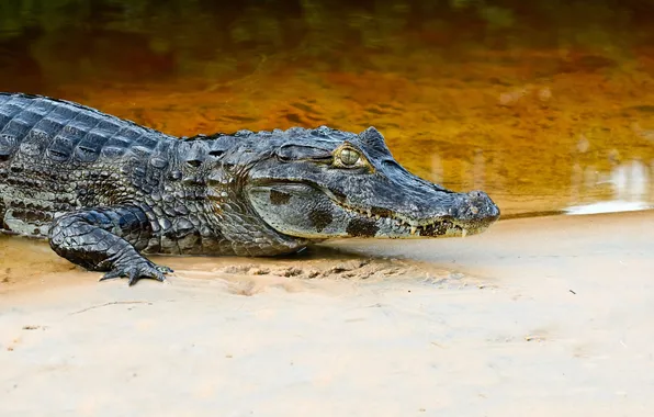 Picture sand, river, predator, teeth, crocodile, alligator