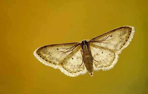 Flight, wings, brown, flying, brown, wings, moth, moth