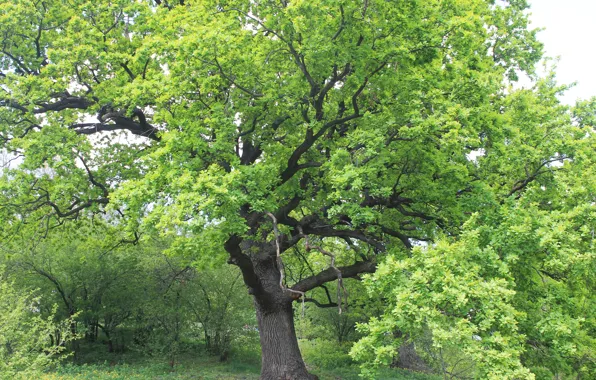 Forest, grass, nature, Tree, Botanical garden, Kiev