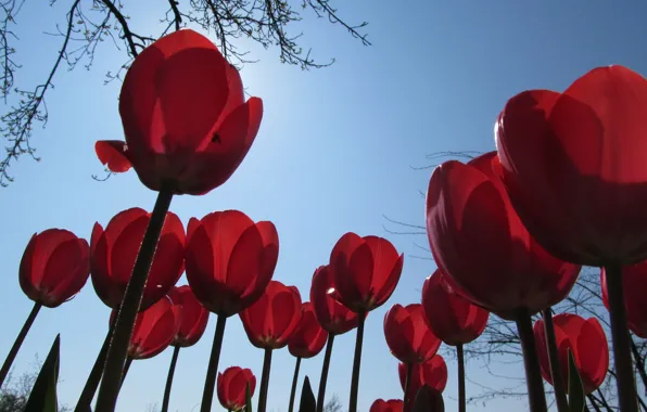 Wallpaper flowers, nature, landscape