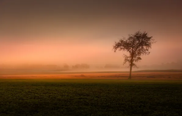 Field, fog, tree, field, tree, fog