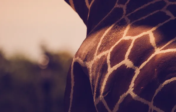 Strip, pattern, giraffe, animals, giraffe, spots
