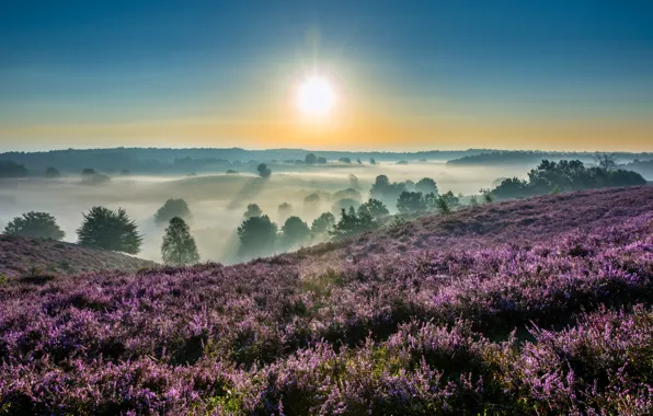 Picture fog, sunrise, dawn, morning, Netherlands, Netherlands, Heather, Gelderland