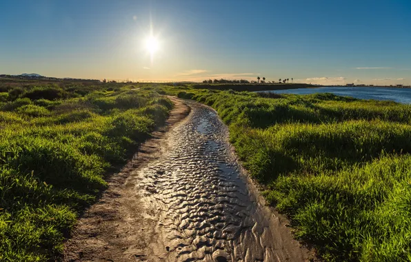 Sea, greens, the sky, grass, the sun, palm trees, coast, CA