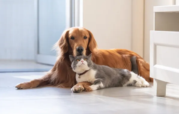 Cat, cat, look, pose, together, dog, floor, a couple