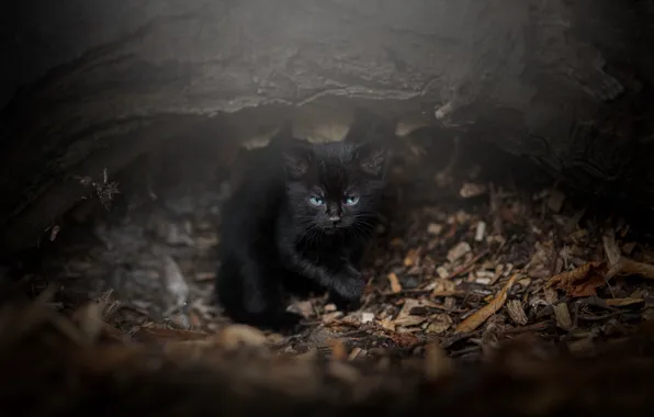 Cat, look, nature, pose, the dark background, kitty, tree, black