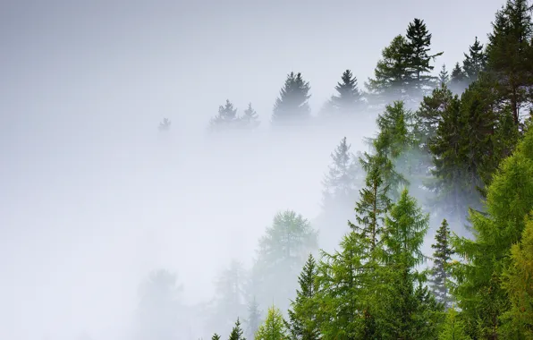 Picture forest, trees, fog