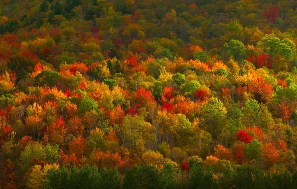 Picture autumn, forest, trees, paint, texture