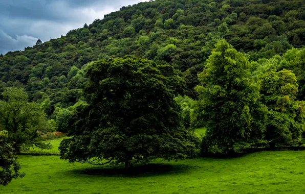 Greens, forest, grass, trees, UK, Derbyshire