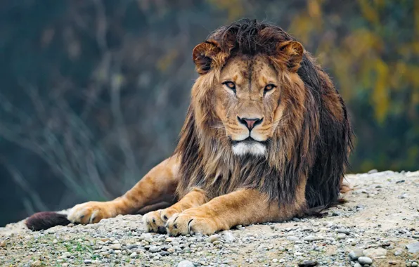Picture look, face, branches, nature, pose, pebbles, stones, background