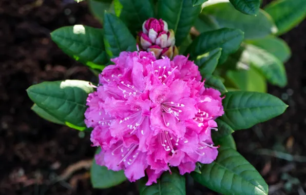 Picture flower, flowers, macro, pink flower