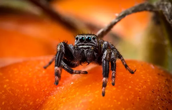 Look, macro, pose, spider, fruit, bokeh, jumper, spider