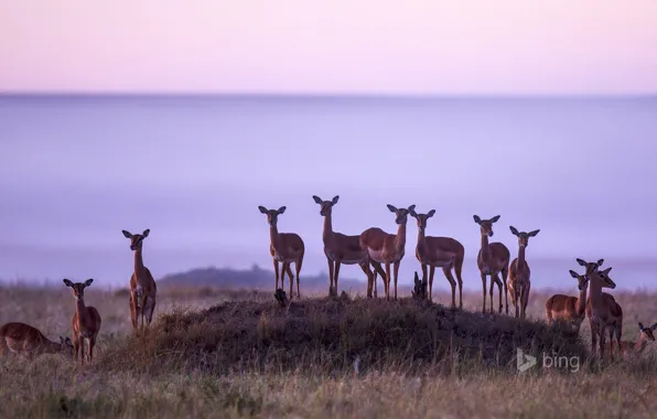Picture nature, Africa, the herd, Kenya, Impala, antelope, Masai Mara National Reserve