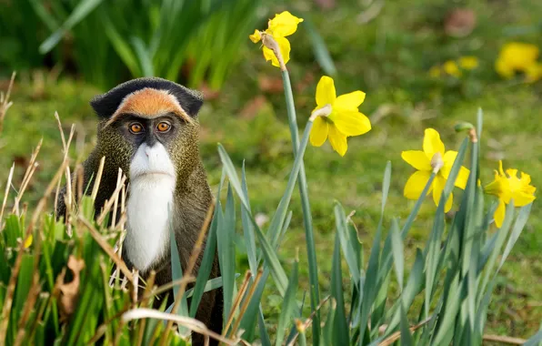 Grass, flowers, nature, monkey