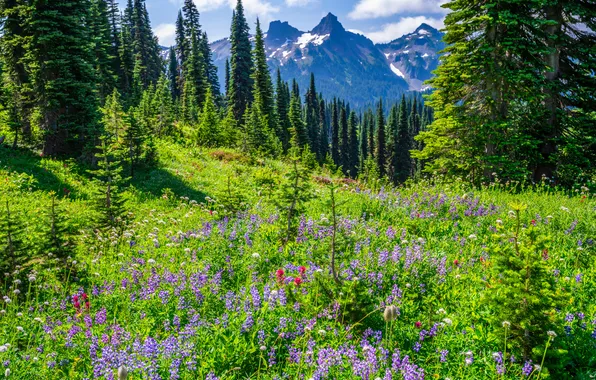 Meadows, Mountains, Washington, USA, Mount Rainier National Park, Parks