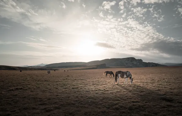 Field, nature, horses