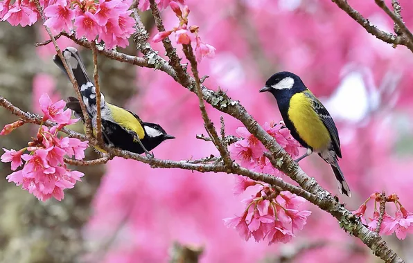 Flowers, birds, branches, spring, Sakura, a couple, flowering, bokeh